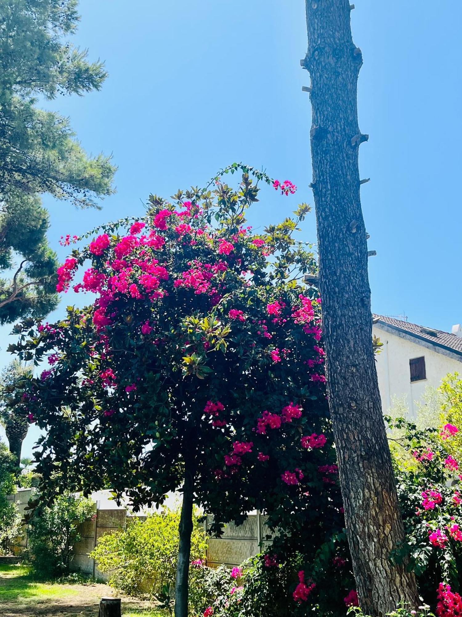 Villa Greg Stupenda Location Sulla Con Accesso Diretto Al Mare Terracina